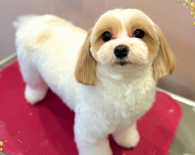 看板犬