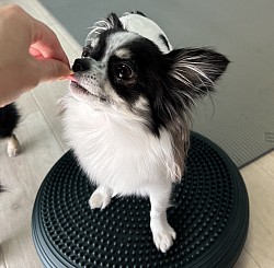 バランスボール