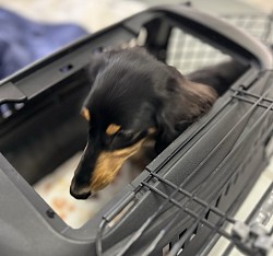 クレートトレーニング